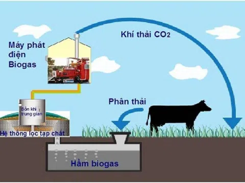 Xử lý chất thải chăn nuôi thành tài nguyên trong sản xuất hữu cơ
