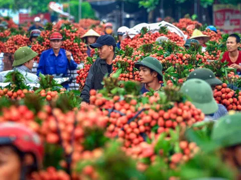 201 thương nhân Trung Quốc đăng ký thu mua vải thiều Bắc Giang