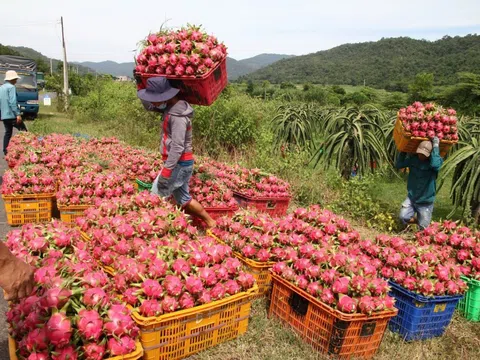 Giá thanh long đầu mùa cao kỷ lục