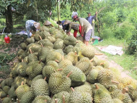 Tăng cường quản lý mã số vùng trồng đối với sản phẩm trồng trọt