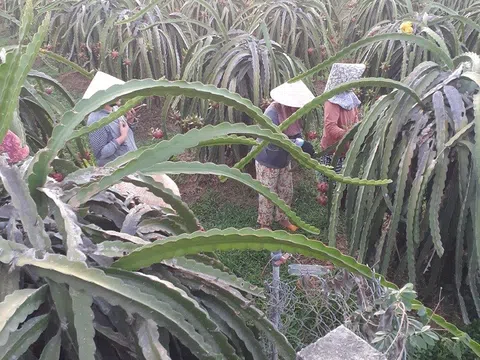 Bình Thuận: Thú vị nghề “làm đẹp” cho trái thanh long