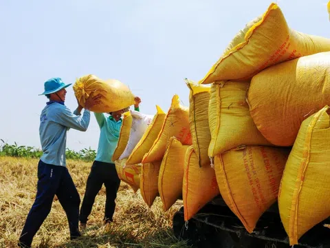 Chiến lược phát triển thị trường xuất khẩu gạo Việt Nam đến năm 2030