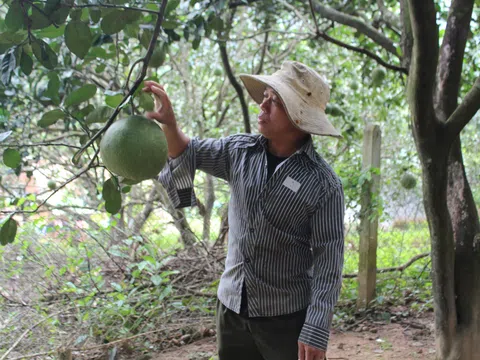 Ninh Thuận: Bưởi da xanh Phước Bình đủ điều kiện xuất khẩu sang Mỹ