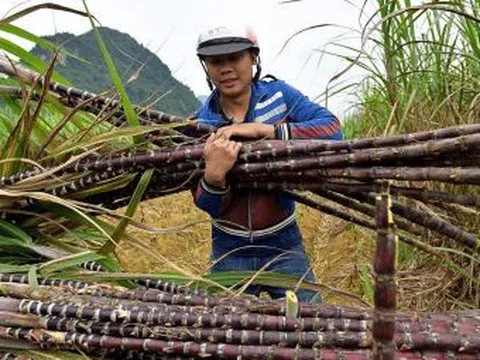 Dự báo giá đường tăng 12%, doanh nghiệp mía đường nào hưởng vị "ngọt" nhất?