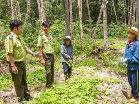 Phát triển kinh tế lâm nghiệp xanh, gắn với bảo vệ rừng