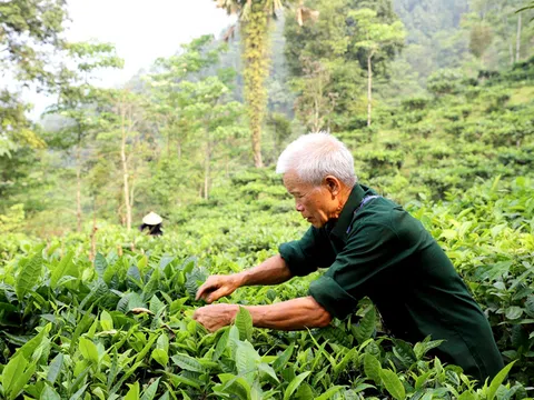 Lão nông 74 tuổi tâm huyết với cây chè Shan tuyết trên đỉnh đèo Gió