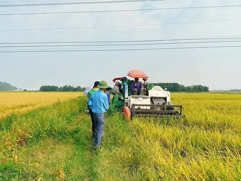 Hiệu quả mô hình cánh đồng mẫu lớn sản xuất lúa chất lượng cao sử dụng phân bón NPK Phú Mỹ vụ Xuân 2023
