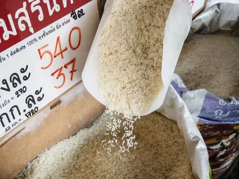 Xuất khẩu gạo của Thái Lan có thể vượt 8 triệu tấn trong năm 2023