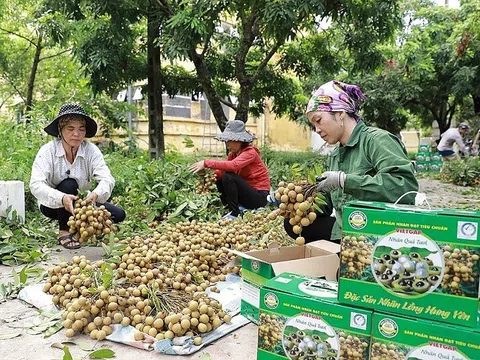 Mã số vùng trồng tăng cơ hội xuất khẩu cho nông sản