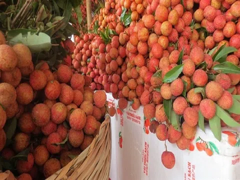 Chi phí logistics quá cao làm giảm tính cạnh tranh của nông sản Việt trên thị trường thế giới