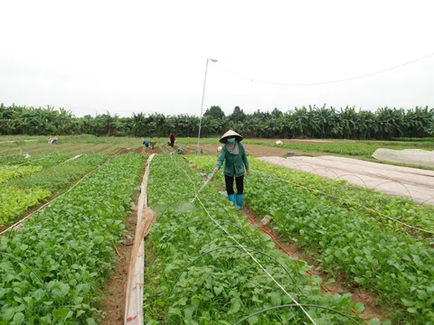 Hà Nội: Nông nghiệp xanh, nông nghiệp hữu cơ tiến tới trở thành ngành mũi nhọn