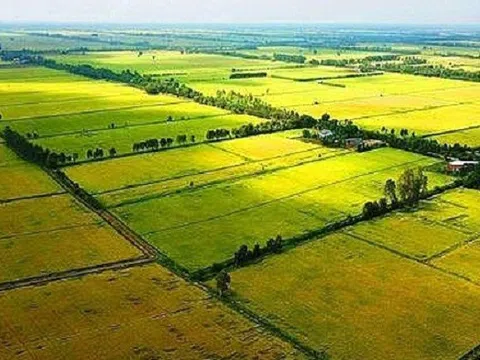 TP.HCM được quyền quyết định chuyển đổi diện tích đất trồng lúa dưới 500 ha