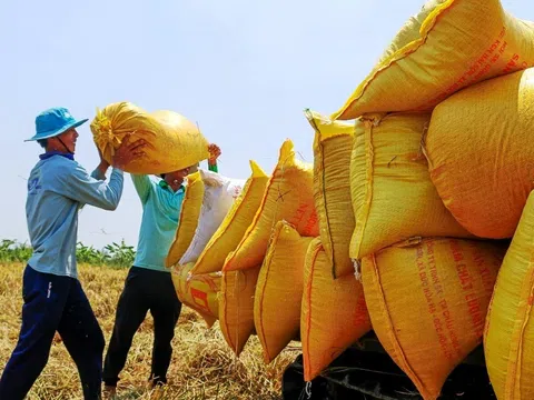 Giá gạo xuất khẩu Việt Nam tăng tuần thứ ba liên tiếp, nhu cầu nhập khẩu ở mức rất cao
