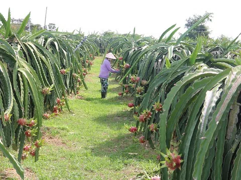 Dự báo xuất khẩu nông sản (rau, quả) tiếp tục tăng