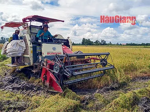 Nông dân Hậu Giang đã thu hoạch được hơn 12.000ha lúa Hè Thu