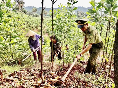 Hòa Bình tiếp tục nâng cao hiệu quả công tác bảo vệ, phát triển rừng