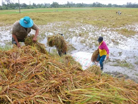 Hậu Giang: Nhiều ha lúa bị ngập úng do mưa kéo dài