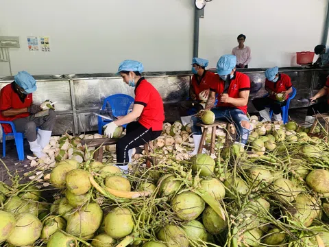 Cơ hội xuất khẩu dừa tươi qua đường chính ngạch sang thị trường Trung Quốc