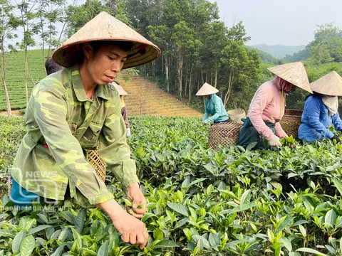 Trồng chè hữu cơ - hướng đến nông nghiệp bền vững