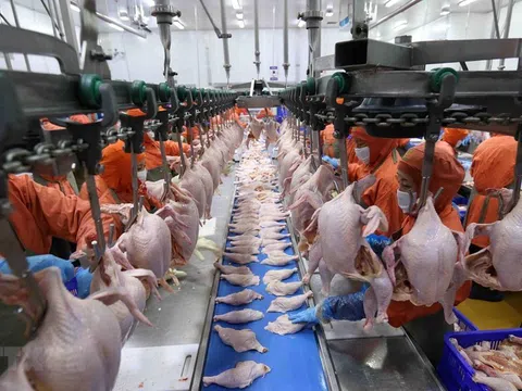 Việt Nam đề xuất Đan Mạch mở cửa cho sản phẩm thịt ức gà vào thị trường