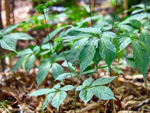 Giải pháp nào ngăn chặn trình trạng mạo danh sâm Ngọc Linh?