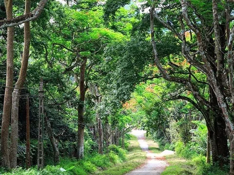 Đi bộ để giảm phát thải bảo vệ môi trường