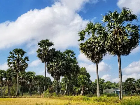 An Giang có nhiều tiềm năng xây dựng vùng nguyên liệu thốt nốt hữu cơ