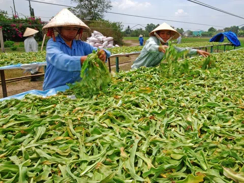 Hà Nội sẽ tổ chức vùng trồng cây dược liệu chuyên canh