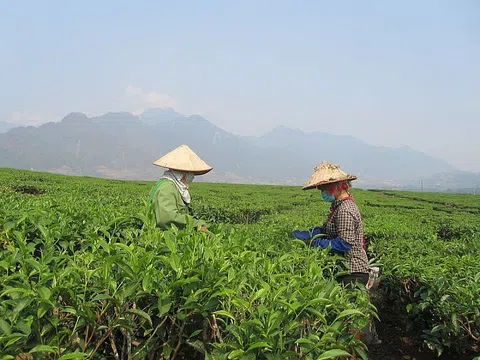 Lai Châu thúc đẩy hỗ trợ doanh nghiệp tiêu thụ nông sản