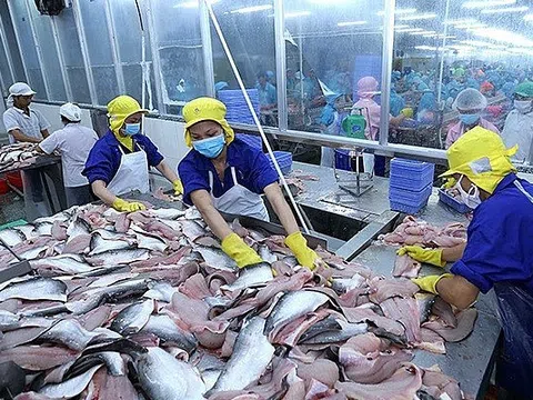 Tín hiệu tích cực cho cá tra Việt Nam