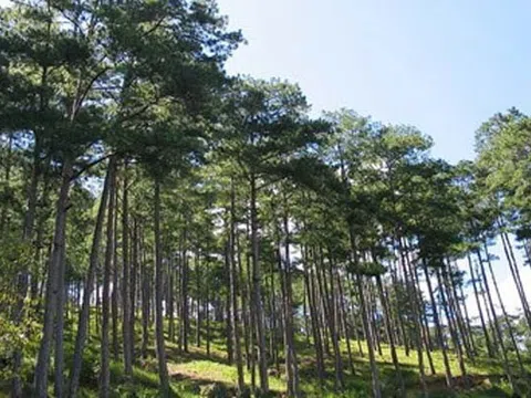 Lâm Đồng sẽ trồng lại hơn 420 ha rừng