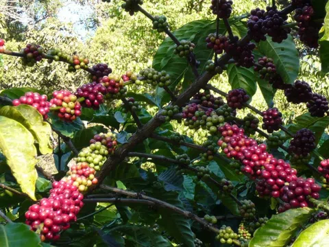 Xuất khẩu cà phê giảm mạnh nhưng giá tăng cao trong tháng 9