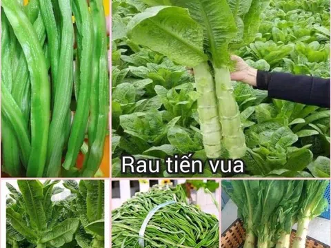 Công dụng của rau tiến vua lừng danh