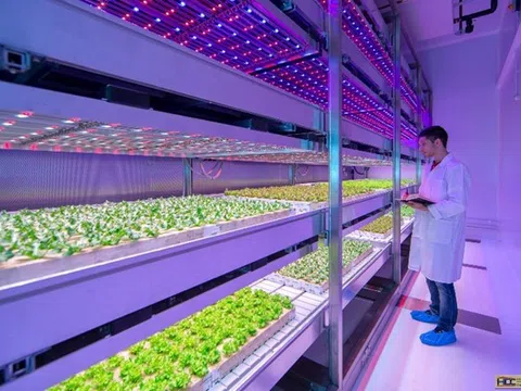 Tổng quan về kỹ thuật chiếu sáng trong nông nghiệp