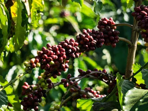 Phát triển cà phê chất lượng cao tăng sức cạnh tranh trên thị trường thế giới