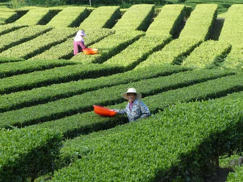 Phát triển nông nghiệp sinh thái tại Trung Quốc và bài học cho Việt Nam