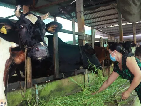 Hội Chăn nuôi Việt Nam lên tiếng việc đưa các cơ sở chăn nuôi vào Danh mục phải kiểm kê khí nhà kính là chưa phù hợp, thiếu khả thi