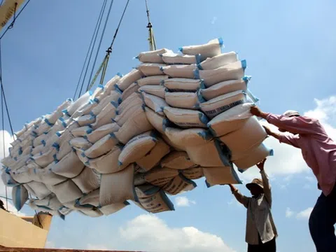 Bỏ giá thầu thấp xuất khẩu gạo cơ quan quản lý nhà nước yêu cầu báo cáo
