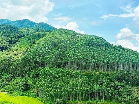 Việt Nam nhiều tiềm năng phát triển thị trường tín chỉ carbon