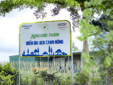 Avocado Farm - Mô hình du lịch canh nông đầu tiên trên vựa rau lớn nhất của tỉnh Lâm Đồng