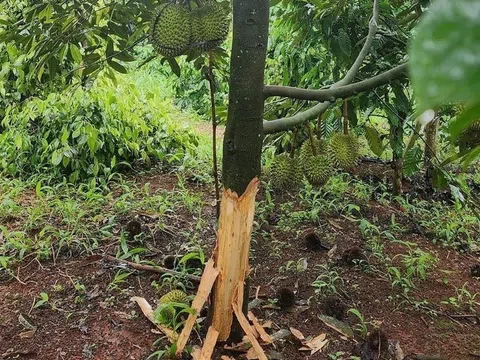 Đắk Lắk: Kẻ gian phá hoại Vườn sầu riêng của 2 hộ dân đang chuẩn bị cho thu hoạch