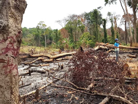 Gia Lai: Diện tích rừng tự nhiên giảm lớn do sai sót trong quá trình kiểm kê