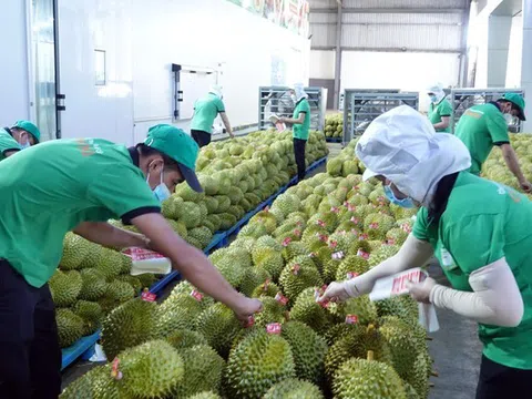 Cơ hội và giải pháp kết nối sản xuất giao thương xuất khẩu nông sản ở Tây Nguyên