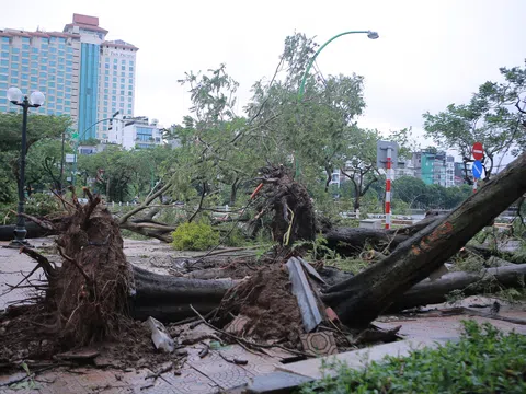 Báo số 3: Nhiều cây cối bị gãy đổ, bật gốc tại khu vực quận Tây Hồ, Hà Nội sau khi bão đi qua