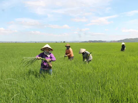 Xây dựng cơ chế thị trường linh hoạt thúc đẩy đổi mới sáng tạo xanh trong nông nghiệp