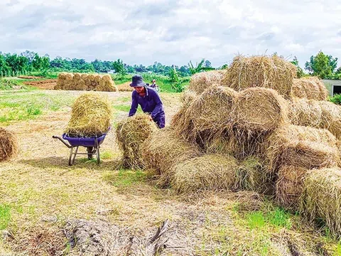 Vẫn còn nhiều nan giải trong việc xử lý rơm rạ nhằm giảm phát thải khí nhà kính