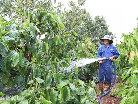 Công nghệ tưới tiết kiệm nước giúp đối phó với hạn hán tại Tây Nguyên