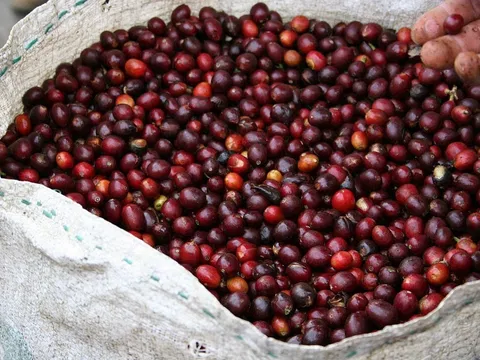 Giá cà phê hôm nay 6/6: Thị trường trong nước phục hồi, tăng cao về ngường 114.100 đồng/kg