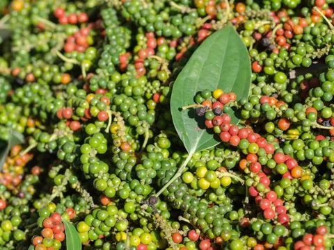 Giá tiêu hôm nay 9/6/2025: Giảm mạnh so với đầu tuần trước