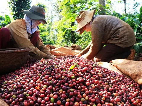 Giá cà phê hôm nay 17/6/2025: Sắc đỏ bao trùm, robusta giảm xuống mức thấp nhất trong 10 tháng